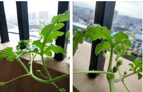 怎么可以吃兔兔 