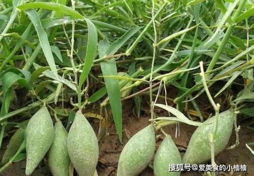 黑料吃瓜网apk普通安装 